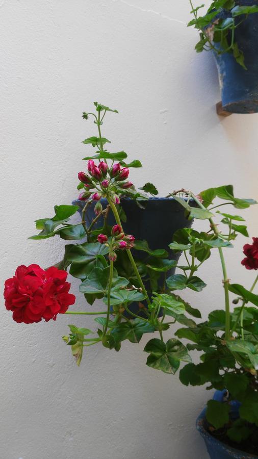Hostal Azahar Córdoba Eksteriør billede