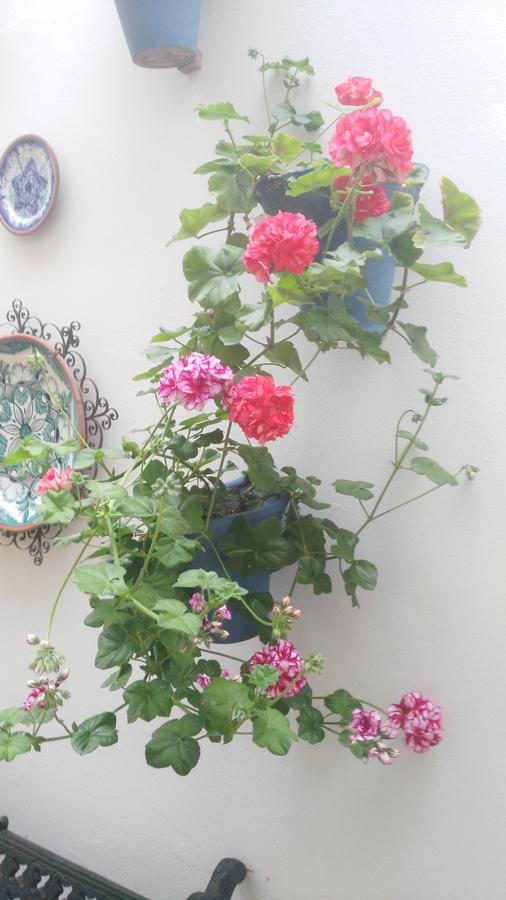 Hostal Azahar Córdoba Eksteriør billede